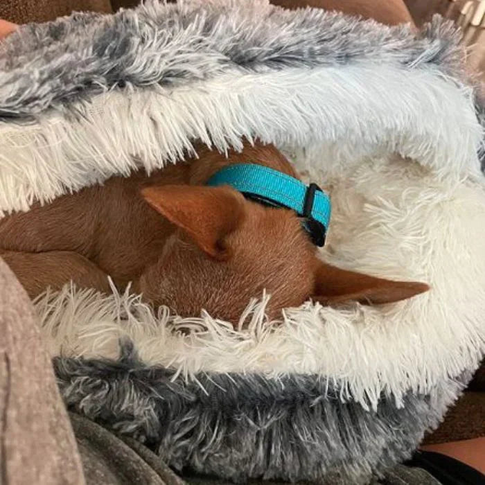 Cozy dog ​​bed in a round design
